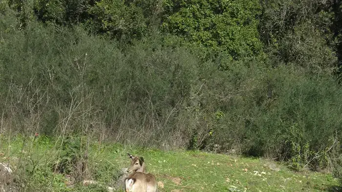 שחרור ירמוחים לטבע