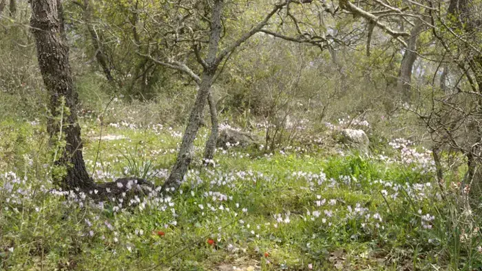 שמורת אלוני אבא שמורת אלוני אבא
