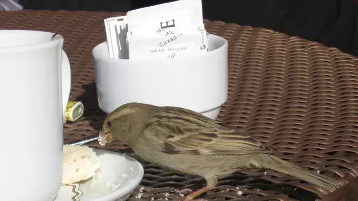 פוטו קופי פוטו קופי