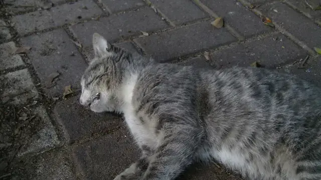 חתול רחוב שהורעל למוות חתול רחוב שהורעל למוות