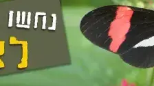 באנר "נחשו איזו עובדה לא נכונה" באנר "נחשו איזו עובדה לא נכונה"