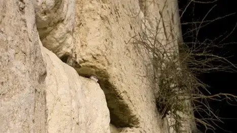 חרדי מתפלל בכותל חרדי מתפלל בכותל