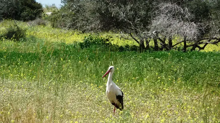 חסידה, בית גוברין