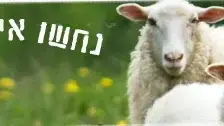 באנר נחשו איזו עובדה לא נכונה באנר נחשו איזו עובדה לא נכונה