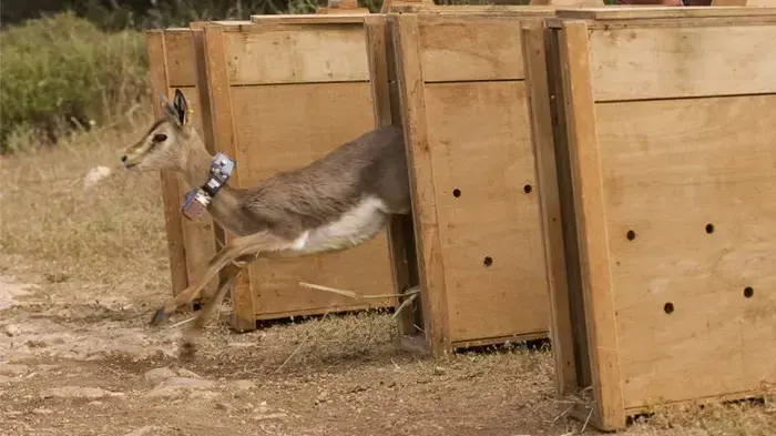 שחרור עופרים לטבע