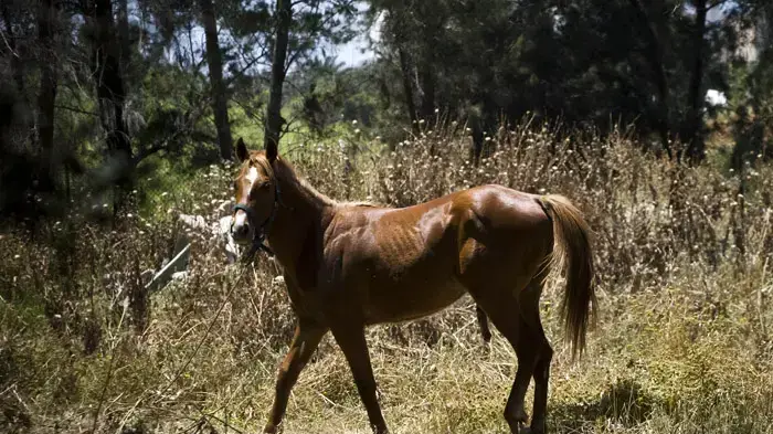 סוס בדרום תל אביב סוס בדרום תל אביב