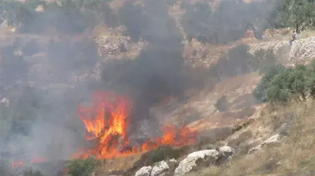 מתנחלים הציתו שריפה בבורין מתנחלים הציתו שריפה בבורין