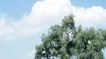 חיילי צנחנים בסיום מסע כומתה חיילי צנחנים בסיום מסע כומתה
