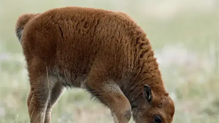 ביזון (סוג של בקר) צעיר בדנבר