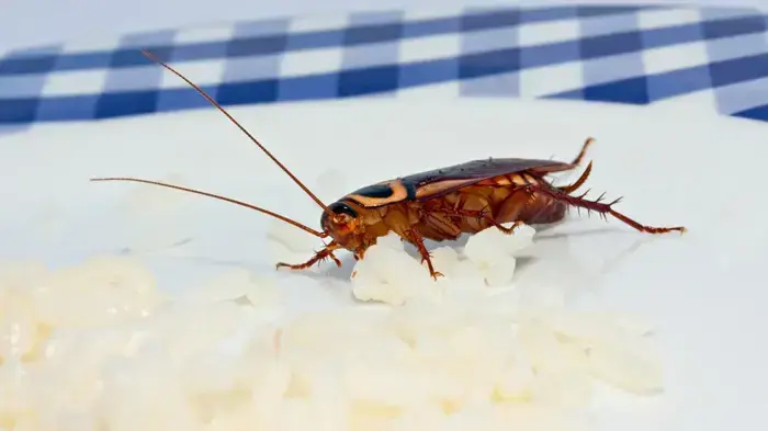 אילוסטרציה אילוסטרציה