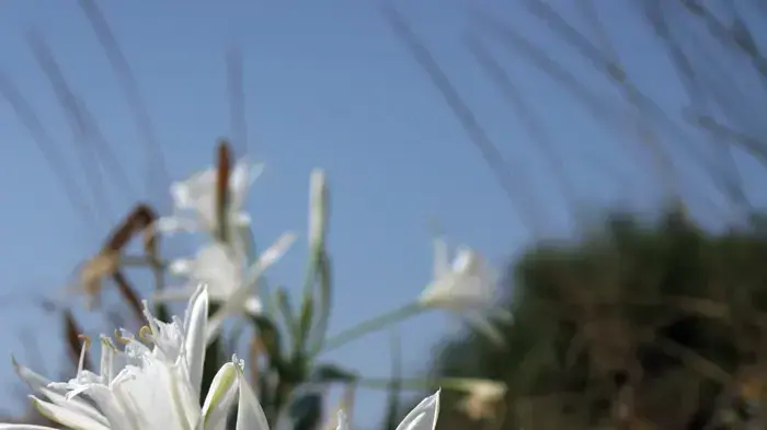 חבצלת החוף