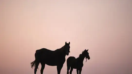 סוסה והסייח שלה בטורקיה סוסה והסייח שלה בטורקיה