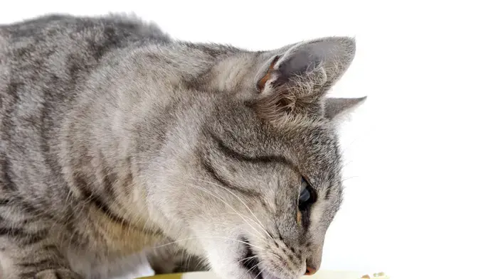 אילוסטרציה אילוסטרציה