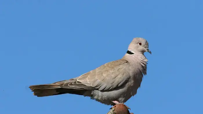 ציפור תור צווארון ציפור תור צווארון