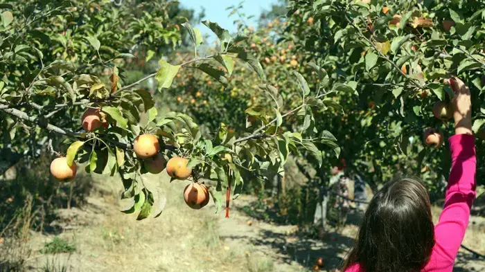 קטיף תפוחים קטיף תפוחים