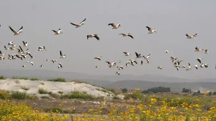 האכלת שקנאים בחוף הכרמל האכלת שקנאים בחוף הכרמל