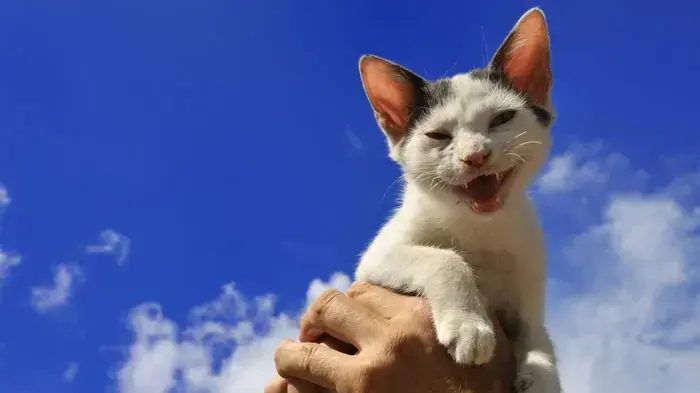 אילוסטרציה אילוסטרציה