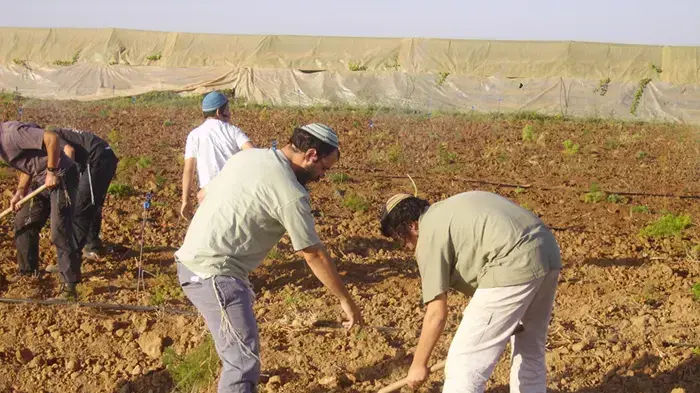 מתנחלים בשטילת עצים מתנחלים בשטילת עצים