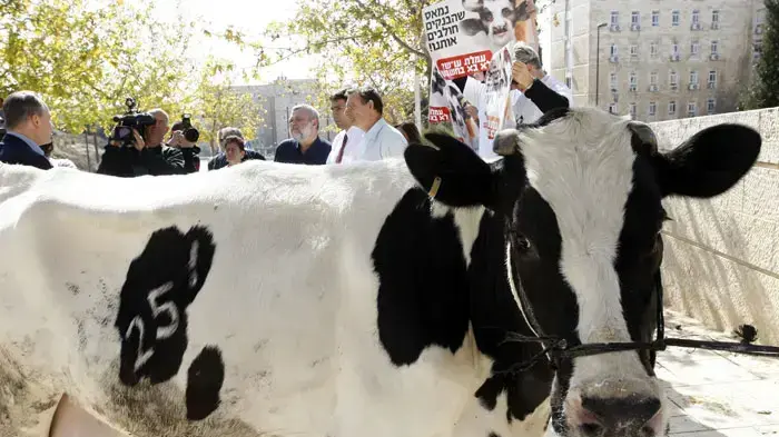 פרה פרה