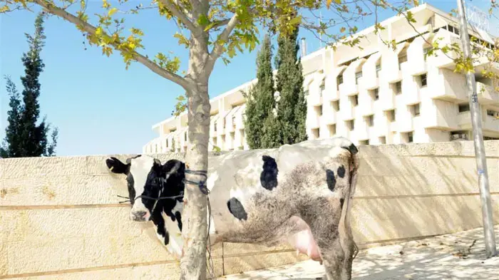 הפגנת מחאה של המועצה לצרכנות בדרישה לביטול עמלות העו"ש של הבנקים ינואר 2010 הפגנת מחאה של המועצה לצרכנות בדרישה לביטול עמלות העו"ש של הבנקים ינואר 2010