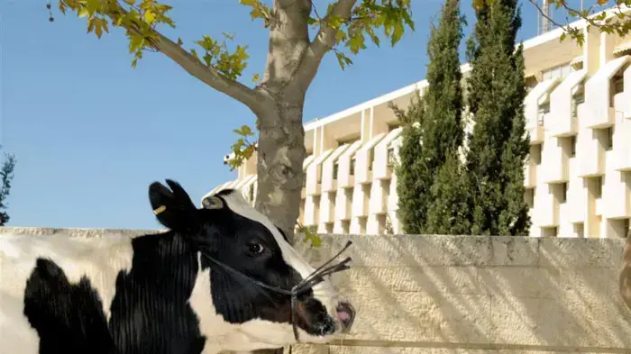 הפגנת מחאה של המועצה לצרכנות בדרישה לביטול עמלות העו"ש של הבנקים ינואר 2010 הפגנת מחאה של המועצה לצרכנות בדרישה לביטול עמלות העו"ש של הבנקים ינואר 2010