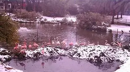 פלמינגו בשלג בגן החיות התנכי בירושלים (צילום:אורי ליניאל)