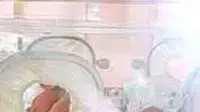 תינוק משובט (מתוך אתר חברת קולונאיד) תינוק משובט (מתוך אתר חברת קולונאיד)