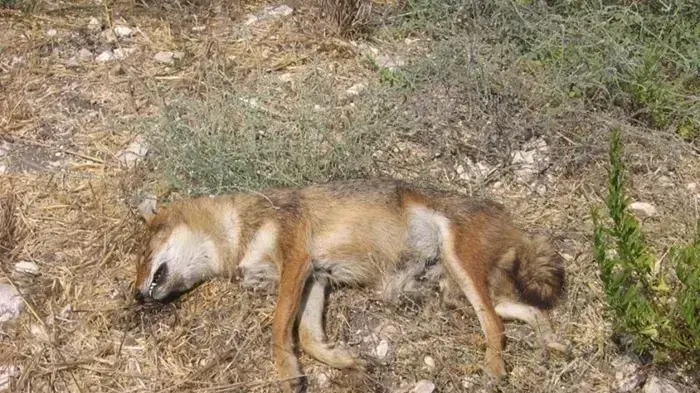 הרעיל חיות בר והורשע בבית המשפט הרעיל חיות בר והורשע בבית המשפט