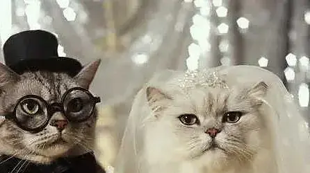 cat marriage