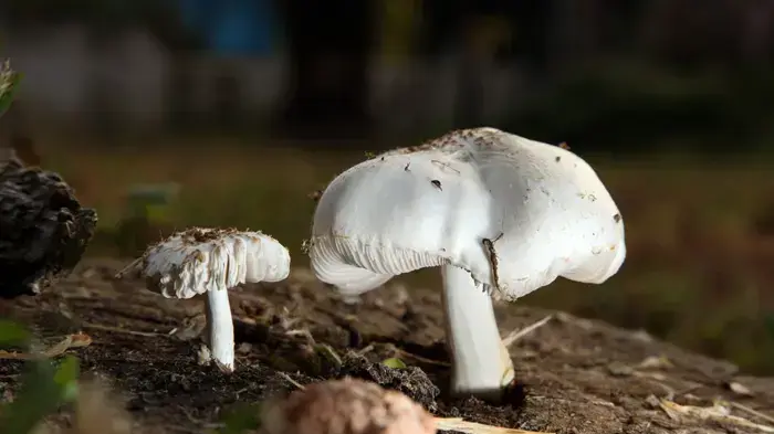 פטריות על גזע עץ במושב חרב לאת שבעמק חפר