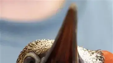 כתם נפט, מפרץ מקסיקו, זיהום סביבתי, ארצות הברית