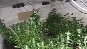 מעבדת הידרו לגידול סמים שנחשפה במושב גפן מעבדת הידרו לגידול סמים שנחשפה במושב גפן