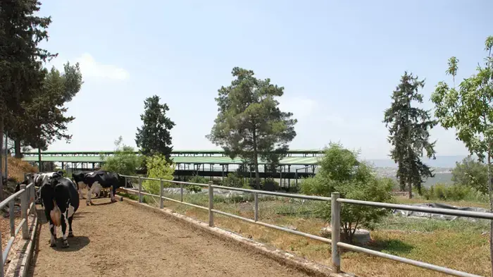 הרפת האורגנית בקיבוץ הרדוף הרפת האורגנית בקיבוץ הרדוף