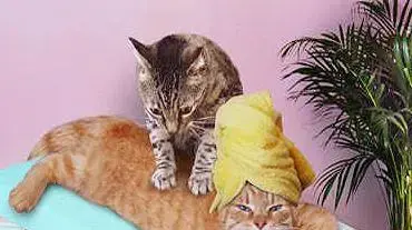 מסאז חתולים