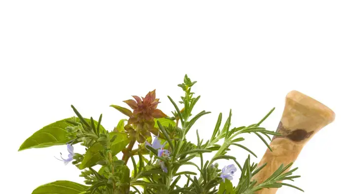 אילוסטרציה אילוסטרציה