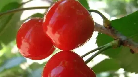 דובדבנים בעין זיוון דובדבנים בעין זיוון