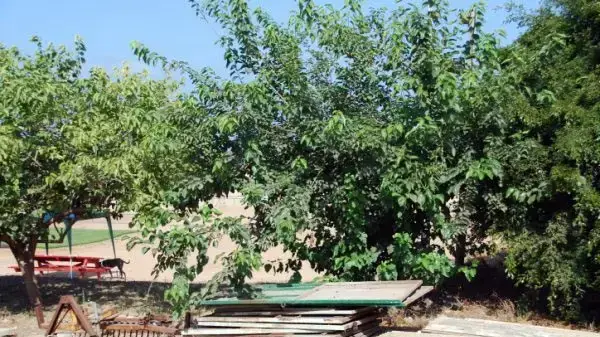 לוחות אסבסט ברישפון יולי 2010 לוחות אסבסט ברישפון יולי 2010