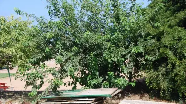 לוחות אסבסט ברישפון יולי 2010 לוחות אסבסט ברישפון יולי 2010