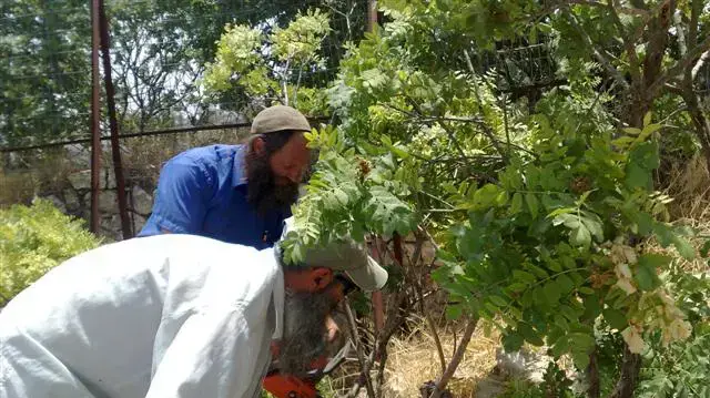 מתנחלים ופלסטינים כורתים עצי זית ביהודה ושומרון יולי 2010 מתנחלים ופלסטינים כורתים עצי זית ביהודה ושומרון יולי 2010