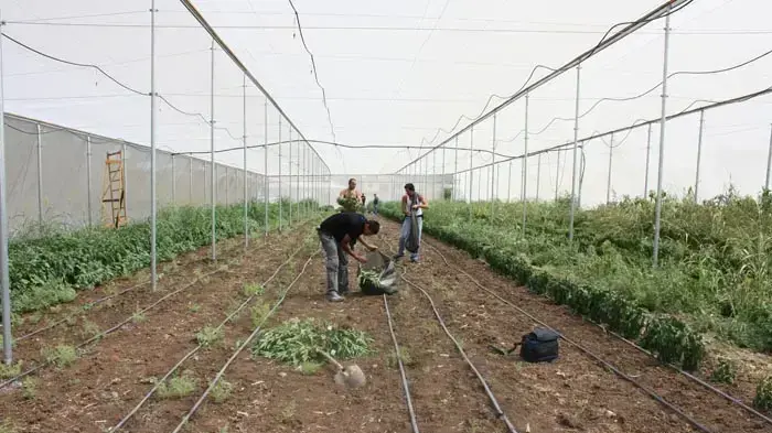 בשדה הפלפלים מגדלים מריחואנה - ימר מרכז בשדה הפלפלים מגדלים מריחואנה - ימר מרכז