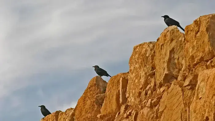 עין גדי עין גדי