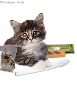 cat rolling