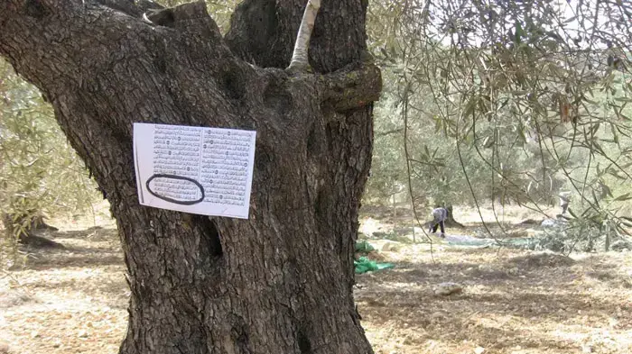 כרוזים עם ציטוט מהקוראן המצהיר על זכותם של בני ישראל על הארץ נתלו על עצי זית שהושחתו באל-ג'אניה כרוזים עם ציטוט מהקוראן המצהיר על זכותם של בני ישראל על הארץ נתלו על עצי זית שהושחתו באל-ג'אניה