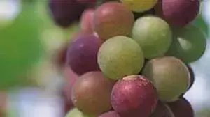 אשכול ענבים אשכול ענבים