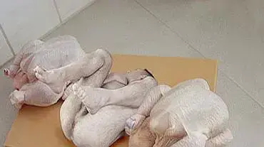 עופות