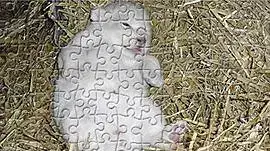 גור אריה