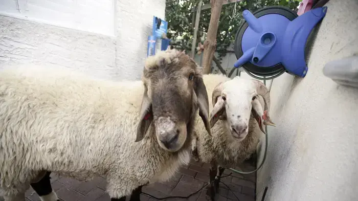 הכנות לחג הקורבן בטייבה, נובמבר 2010 הכנות לחג הקורבן בטייבה, נובמבר 2010