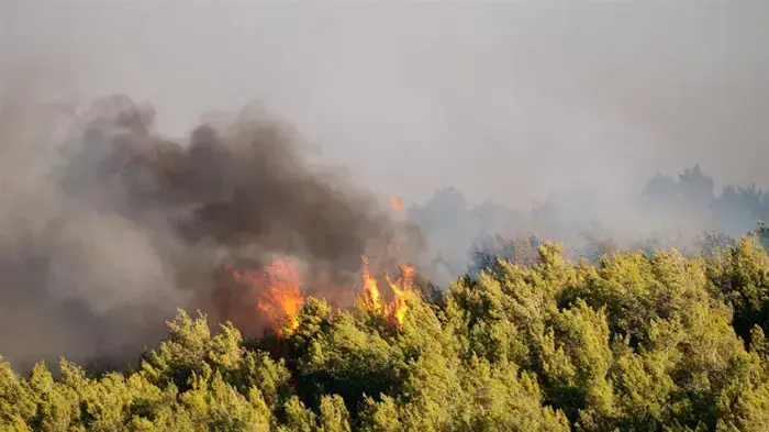 שריפת הענק בכרמל, יערות הכרמל, יום שבת שריפת הענק בכרמל, יערות הכרמל, יום שבת