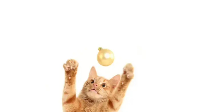 חתול ג'ינג'י חתול ג'ינג'י
