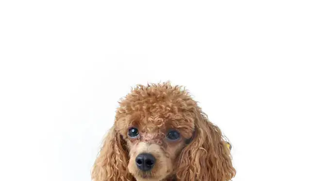 אילוסטרציה אילוסטרציה